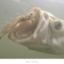 석모1호 이미지