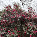 카멜리아 | 제주 겨울 필수 여행지 동백 가득한 카멜리아 힐 방문 후기