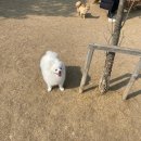 삼막5 | [안양반려견운동장] 삼막애견운동장 방문 후기