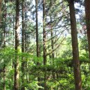 보성백록다원 | 20170603-04. 보성여행 - 제1&amp;제2대한다원, 녹차밭이보이는전망대, 율포해변.