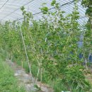 박상민농장 이미지