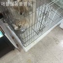 애플펫