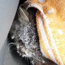 한겨울 도로옆에서 죽어가던 새끼 고양이 구조 이미지