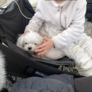 K2펜션 | 애개동반 차박. 가평 블루문캠핑장차. K사이트 후기. 셀토스차박/GV80차박. 텐트 거실형+차박 조합으로...