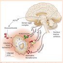 염증 반사 inflammatory reflex, 만성염증 이해의 핵심. 2002년 nature 기념비적인 논문!! 이미지