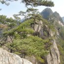 제981차 2026년8월15일(토) 충북 제천 금수산 단백봉(900m),신선봉,학봉,미인봉 정기산행 이미지