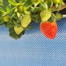 늘봄딸기농원 이미지