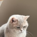 냥냥하우스 이미지