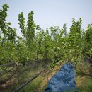 논산계룡농업협동조합 하나로마트분사 이미지