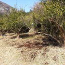 유자나무펜션 이미지