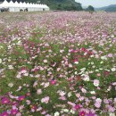 안흥면재래시장 이미지