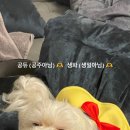 오구랜드 이미지