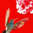 요한 스트라우스 II / 봄의 소리 왈츠 OP.410/벌새(Hummingbird)의 아름다운 비행 이미지