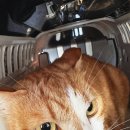 달빛동물병원 | 알찬 주말 : 허그미 동물병원 고양이 감기, 달빛 베이커리 카페, 취미생활, 하남 스타필드 feat. 보트...