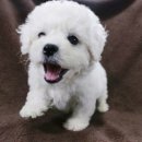 몽글몽글 이미지