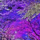 벚꽃주택 이미지