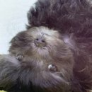 강아지분양 말랑퍼피 이미지