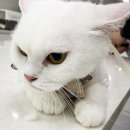 한신이발관