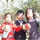 오후5시;사과밭 이미지