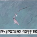[제주MBC뉴스] 폐그물 걸린 남방큰돌고래 새끼 '이상 행동' 관측 이미지