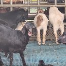 남원흑염소농장 2농장 이미지