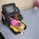 KGB kennel(케이지비 캔넬) | 강아지 괌 검역 준비 과정, 서류, 비용 총정리 [대한민국 최초 애견동반 괌 해외여행]