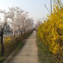 봄이 오면 - 장미화 (원곡 : 헬로 아) 이미지