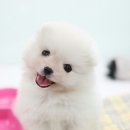 뽀솜이