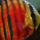 Red Catana 1.5G quality start 이미지