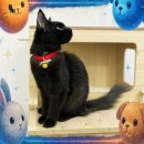 춘천 고양이집 이미지