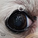 분당밝은아이동물병원 이미지