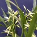 메니아크린 이미지