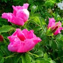 해당화피는아침 이미지