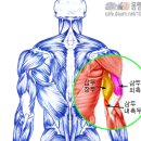 부위의 근육 명칭 및 근육에 대한 이해 이미지