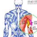 각 부위의 근육 명칭 및 근육만들기 공략법 이미지