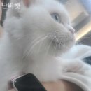 단비캣 네이버블로그