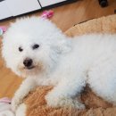 러블리숑 이미지