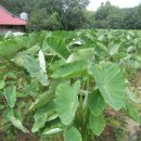 대왕농장 이미지