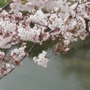 김해 신어천에도 화려한 벚꽃무드가 펼쳐진다 이미지