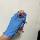 앨리스코리아켄넬 이미지