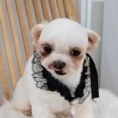 비바몽 네이버블로그