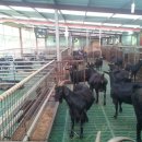 늘푸른 흑염소농장 이미지