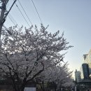 애니카랜드 신목동점 | 사람들이 잘 모르는 서울 벚꽃 명소 | 안양천 벚꽃명소 | 왕벚꽃나무길 | 가산디지털단지역 벚꽃 후기
