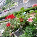 버베나 하우스 이미지