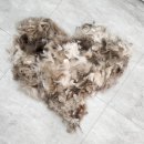 고양이무마취미용 묘갱살롱 이미지