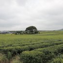 제주발리리조트