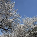 세븐일레븐 정발산삼라점