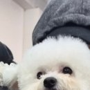 강아지 마법사 골드맘 네이버블로그