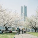 [축제] 전국 4월 봄꽃축제 일정 이미지