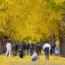 곡교천 은행나무길 이미지